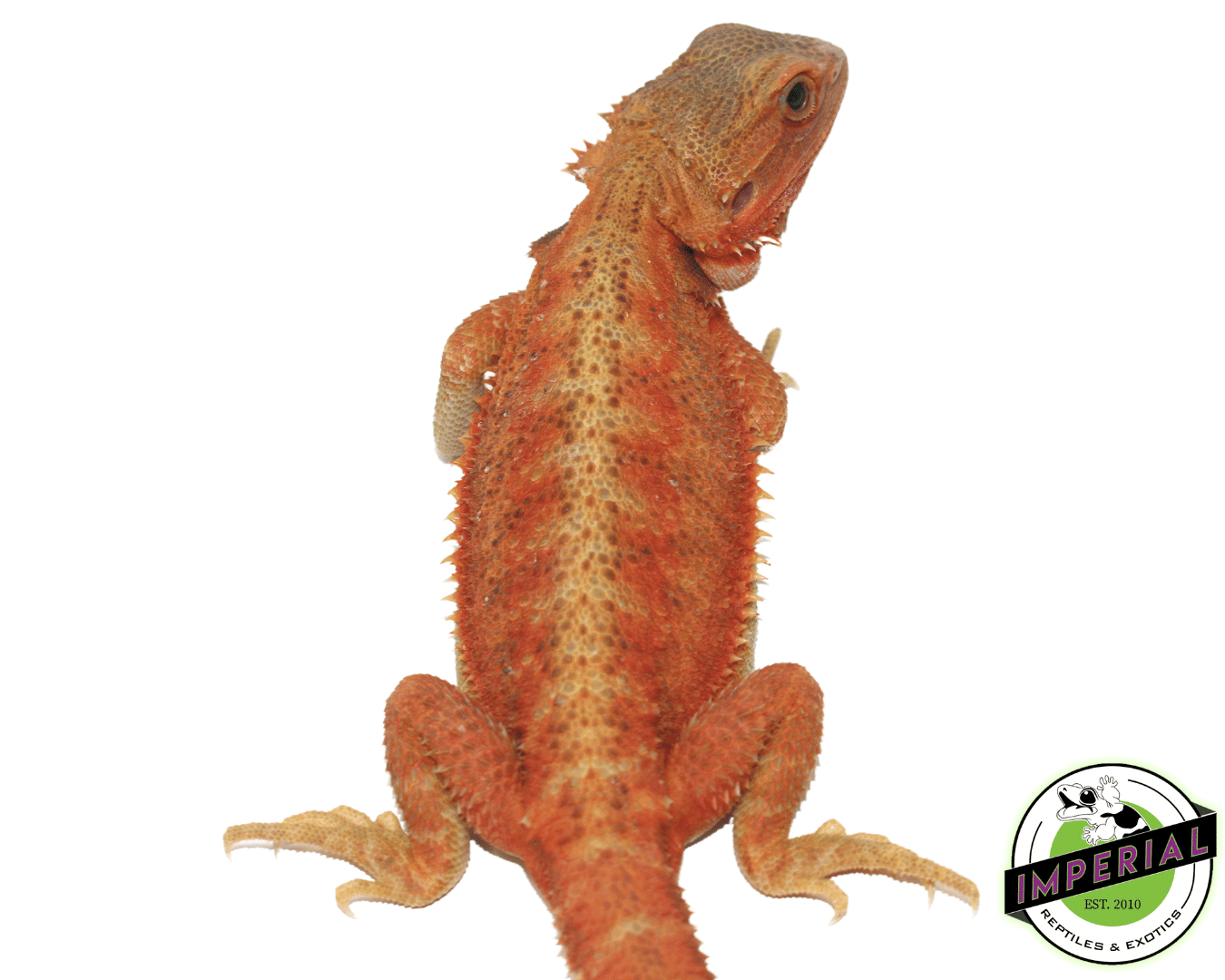 Lava Red Hypo Trans Bearded Dragon — image 2