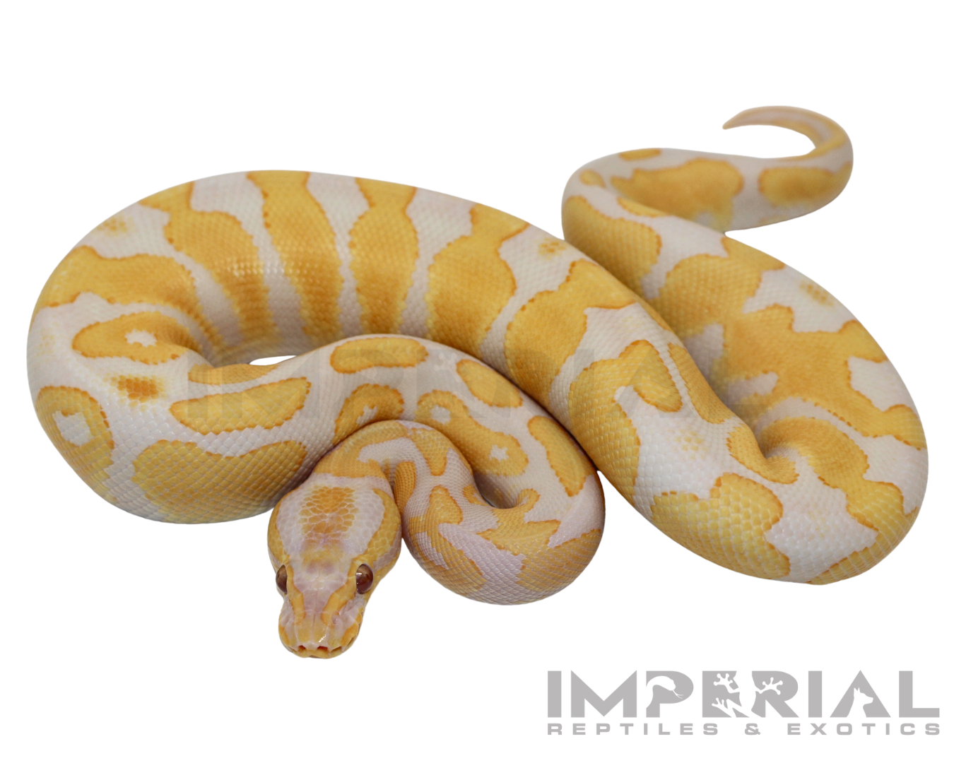 Lavender Albino Yellowbelly Ball Python — image 2