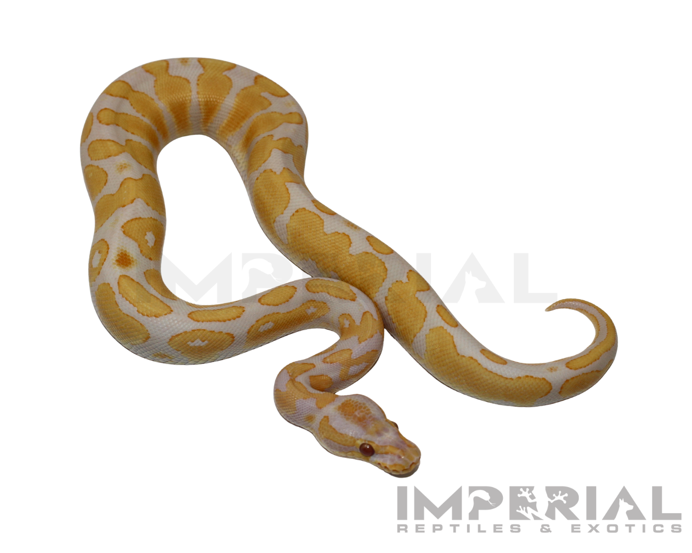 Lavender Albino Yellowbelly Ball Python — image 3