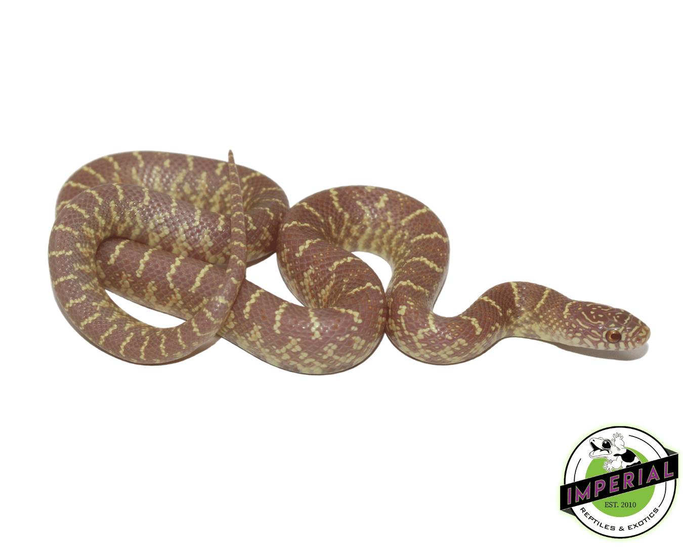 Lavender Brooks Kingsnake Baby