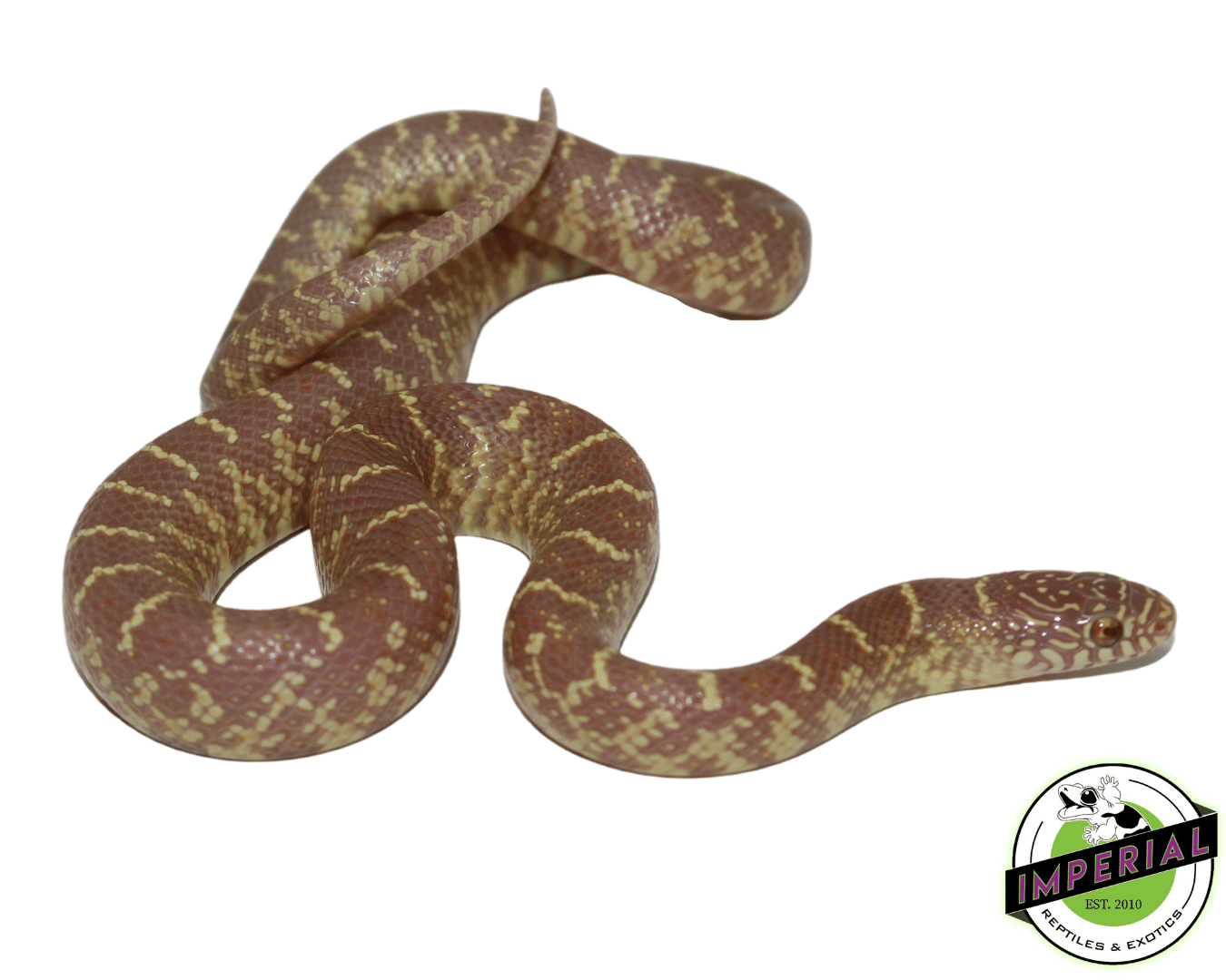 Lavender Brooks Kingsnake Baby — image 2