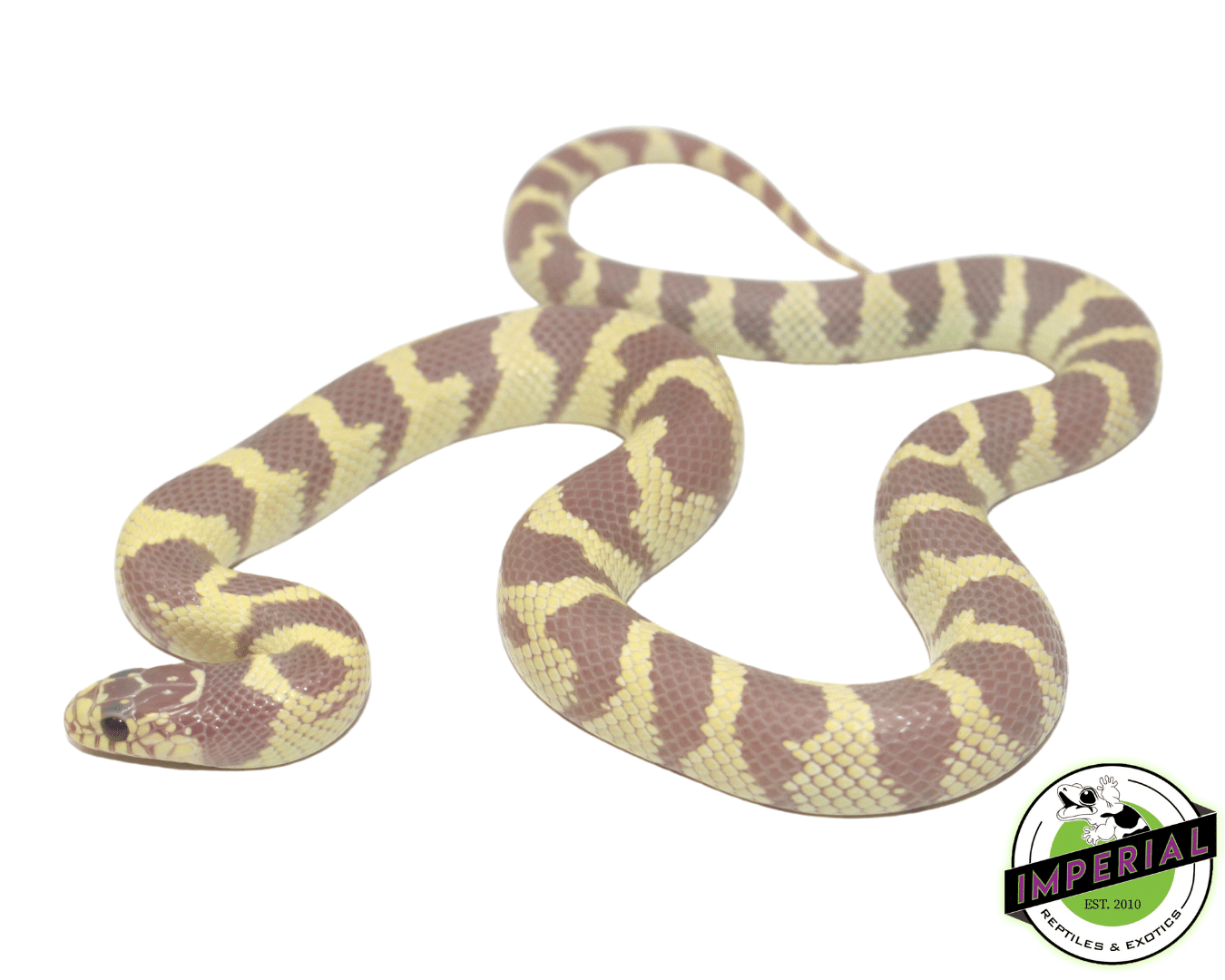 Lavender Ruby Eyed California Kingsnake