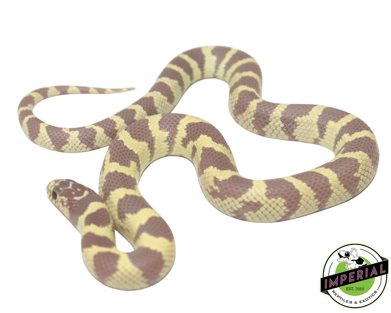 Lavender Ruby Eyed California Kingsnake — image 2