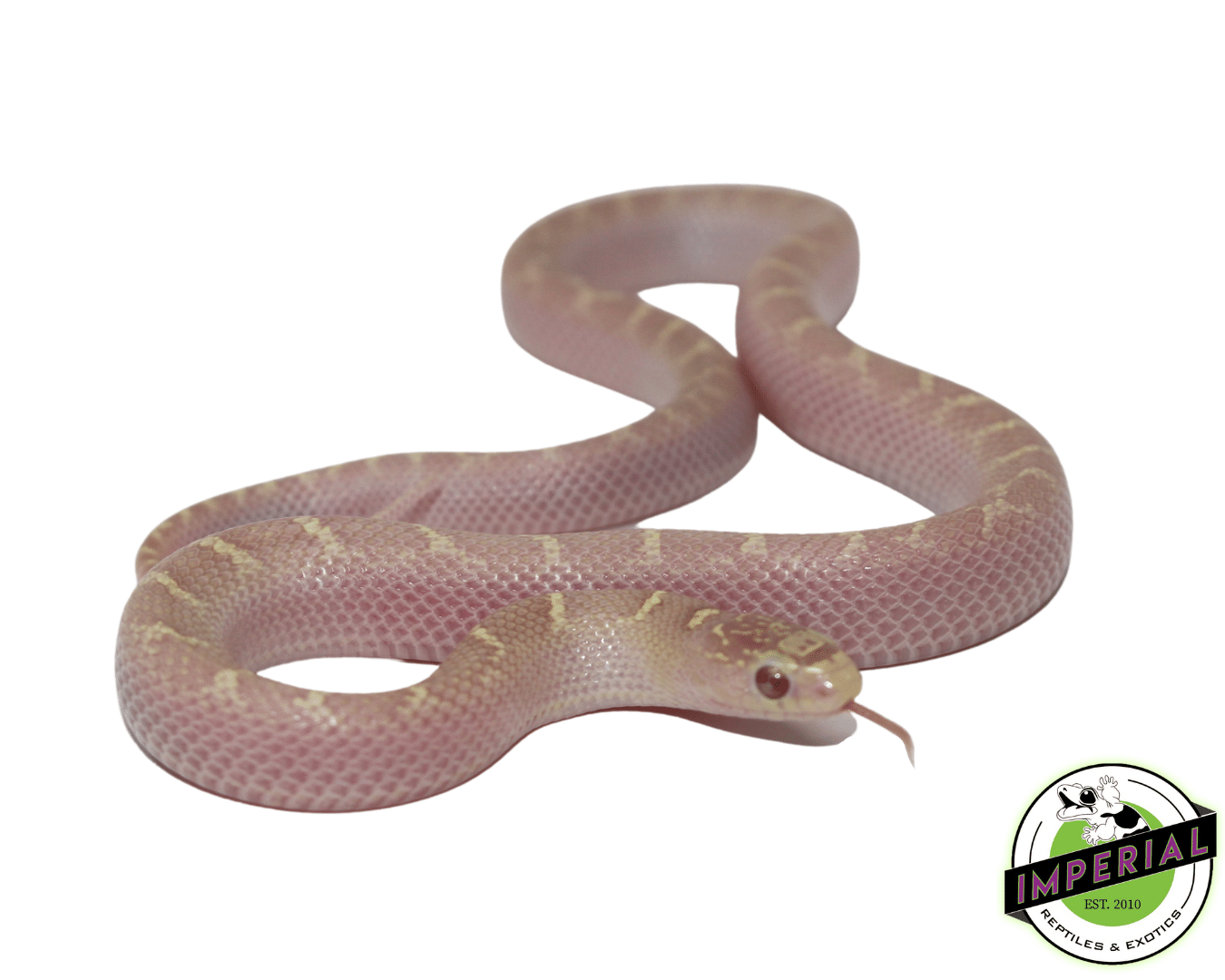 Lavender White Sided Brooks Kingsnake Baby