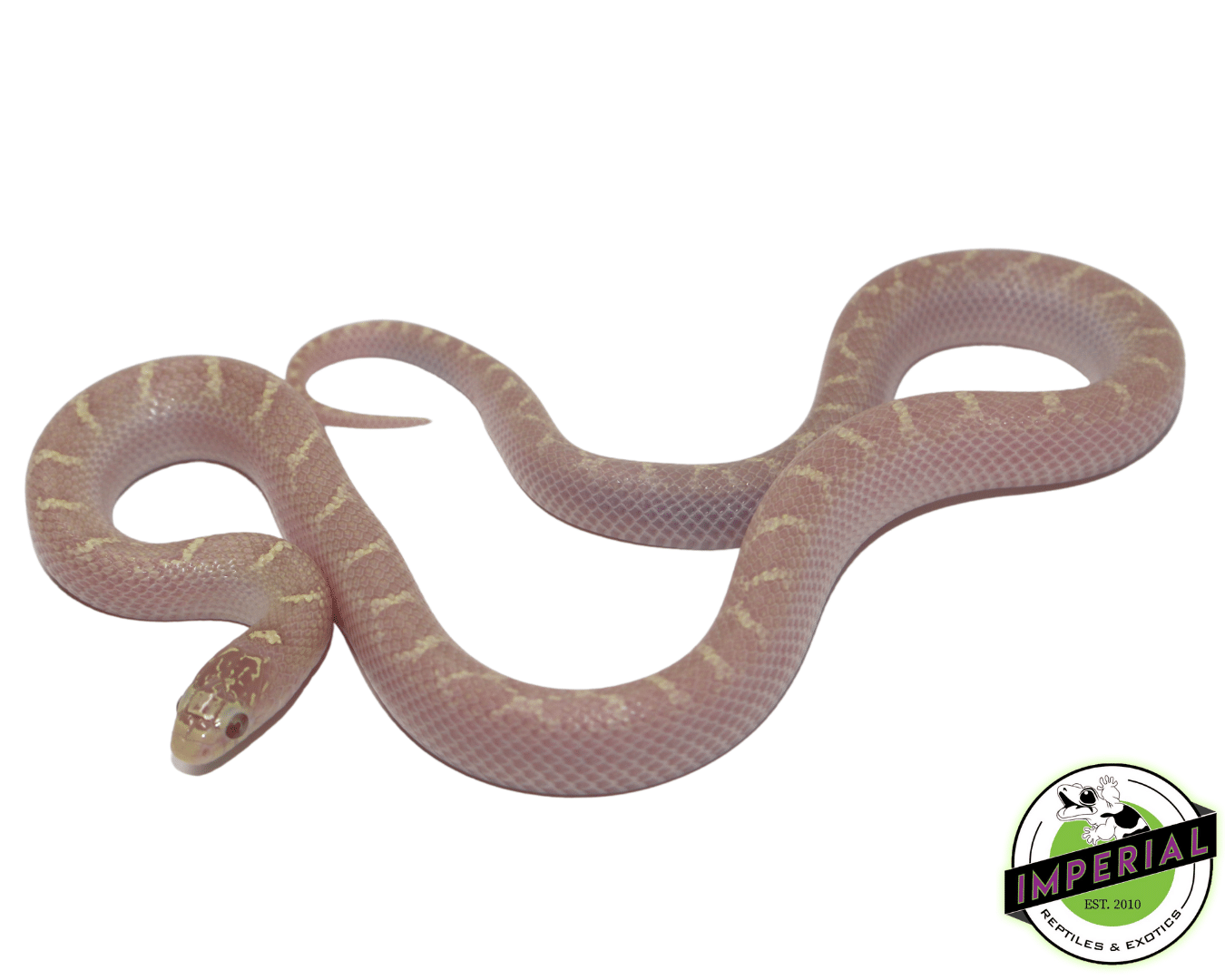 Lavender White Sided Brooks Kingsnake Baby — image 2