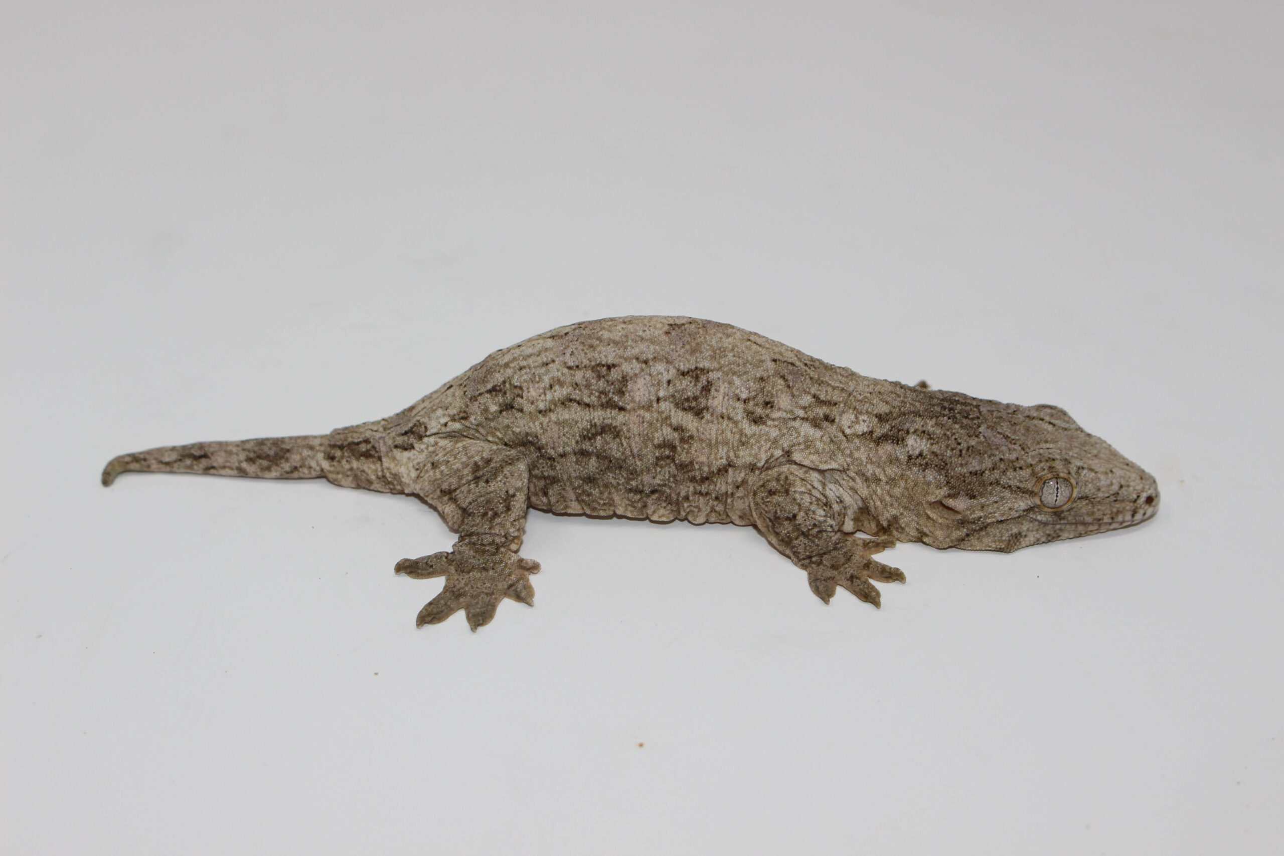 Leachianus Gecko "Island Mix” — image 2