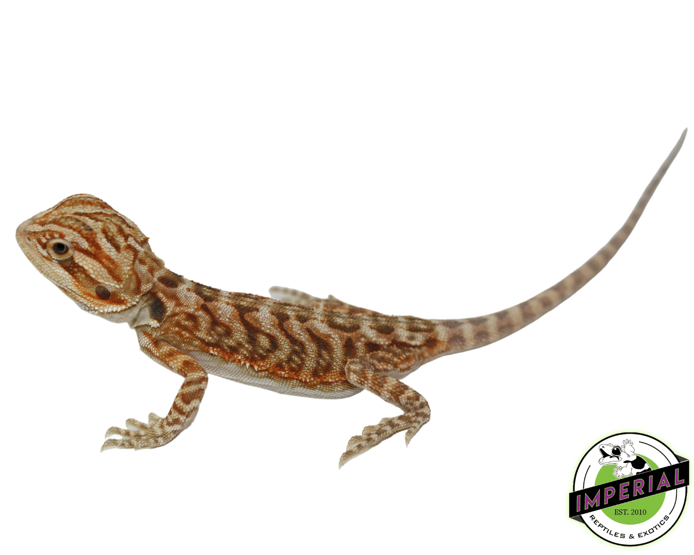 Leatherback Bearded Dragon Baby