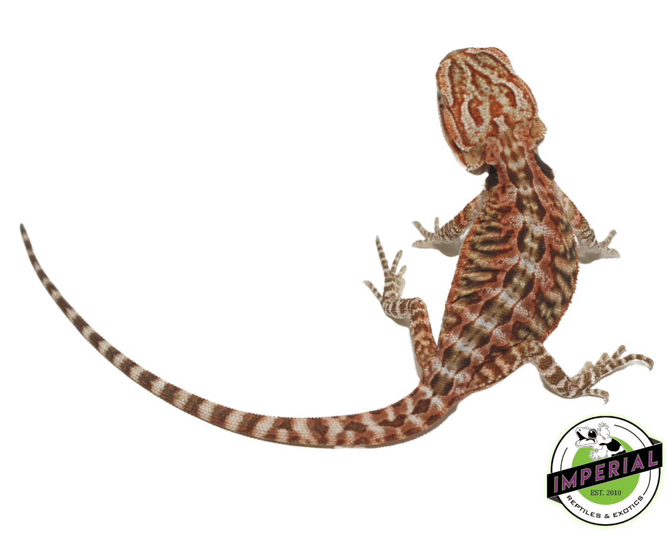 Leatherback Bearded Dragon Baby — image 3