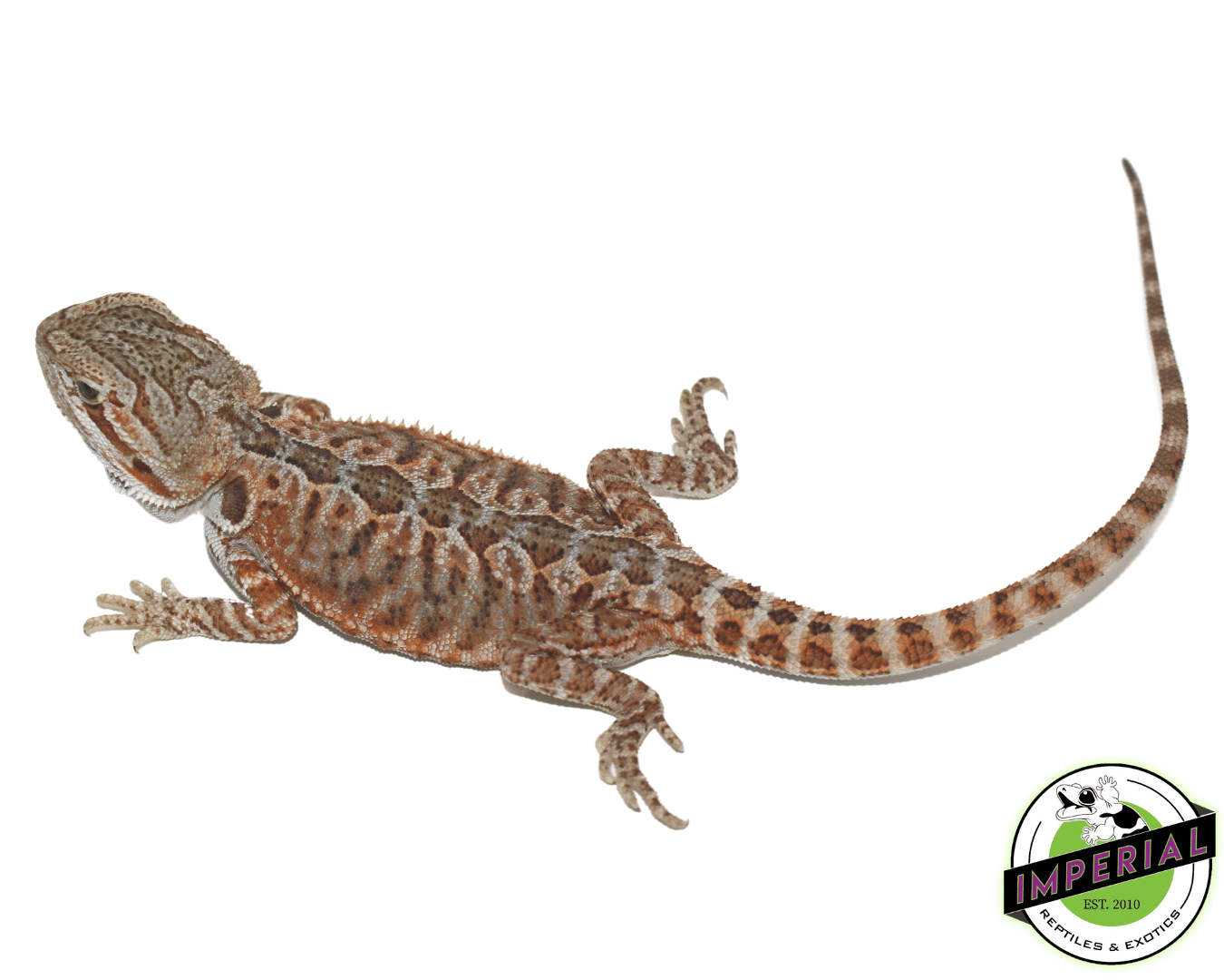 Leatherback Bearded Dragon Baby — image 2