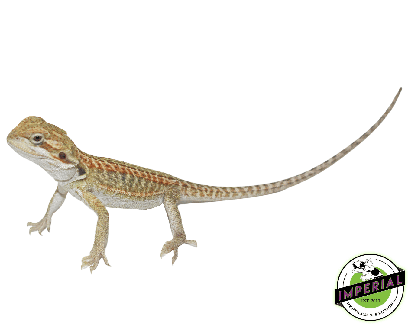 Lemon Leather Hypo Bearded Dragon