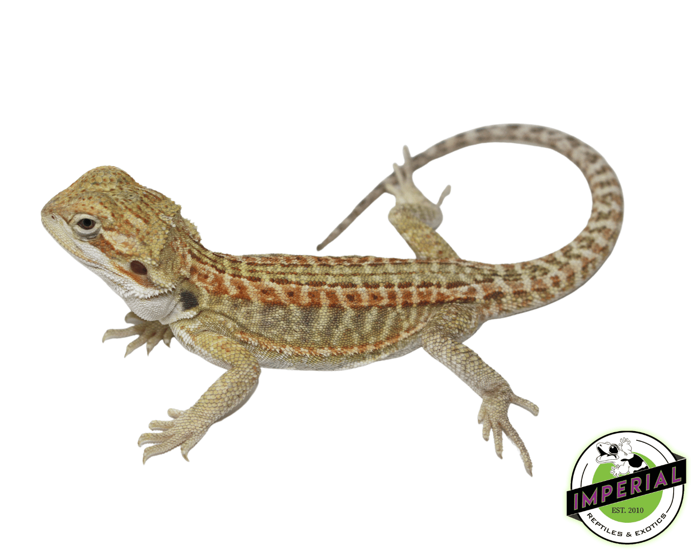 Lemon Leather Hypo Bearded Dragon — image 2