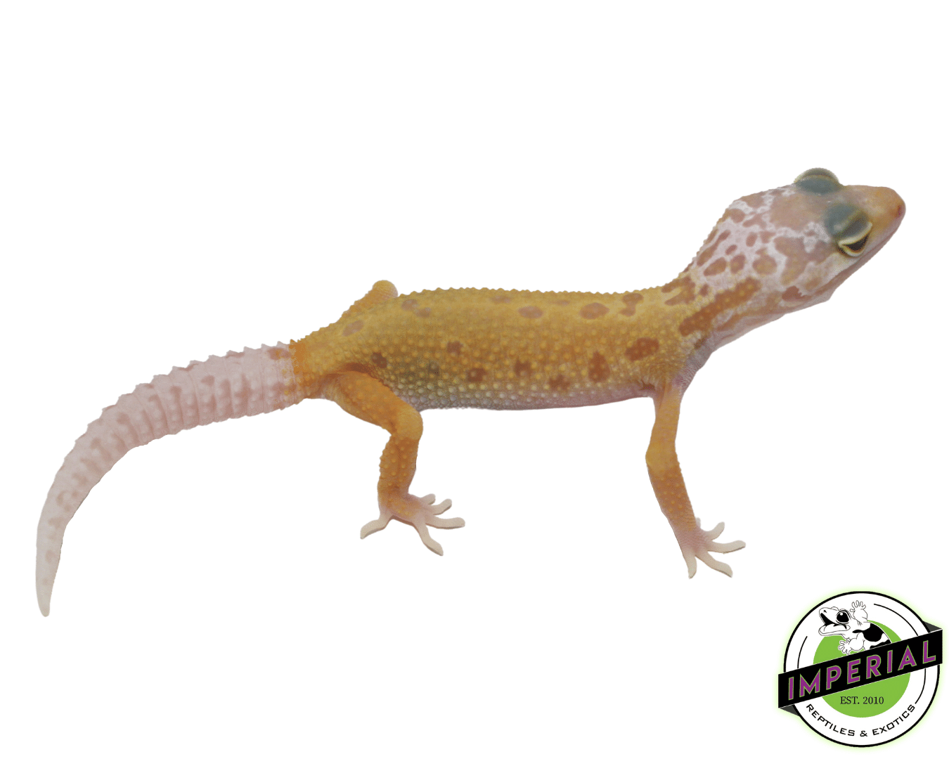 Lemon Leucistic Leopard Gecko