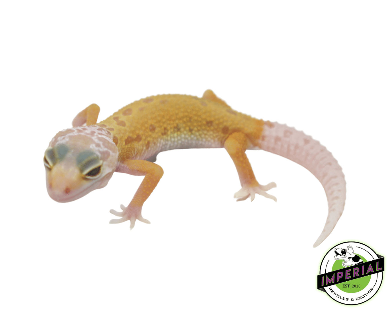 Lemon Leucistic Leopard Gecko — image 2