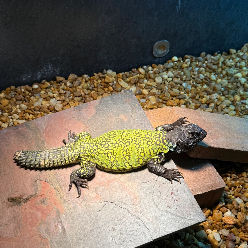 “Lemon Limes” CBB Moroccan Uromastyx — image 2