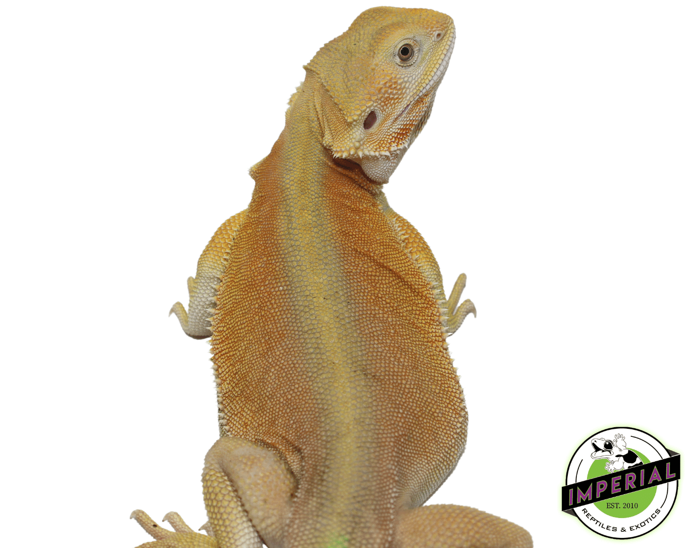 Lemon Sherbet Hypo Witblits Bearded Dragon — image 3