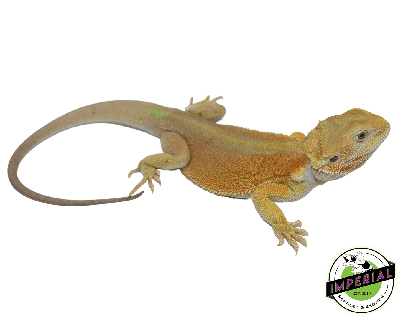 Lemon Sherbet Hypo Witblits Bearded Dragon — image 2