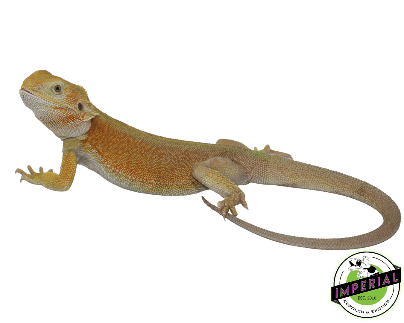Lemon Sherbet Hypo Witblits Bearded Dragon