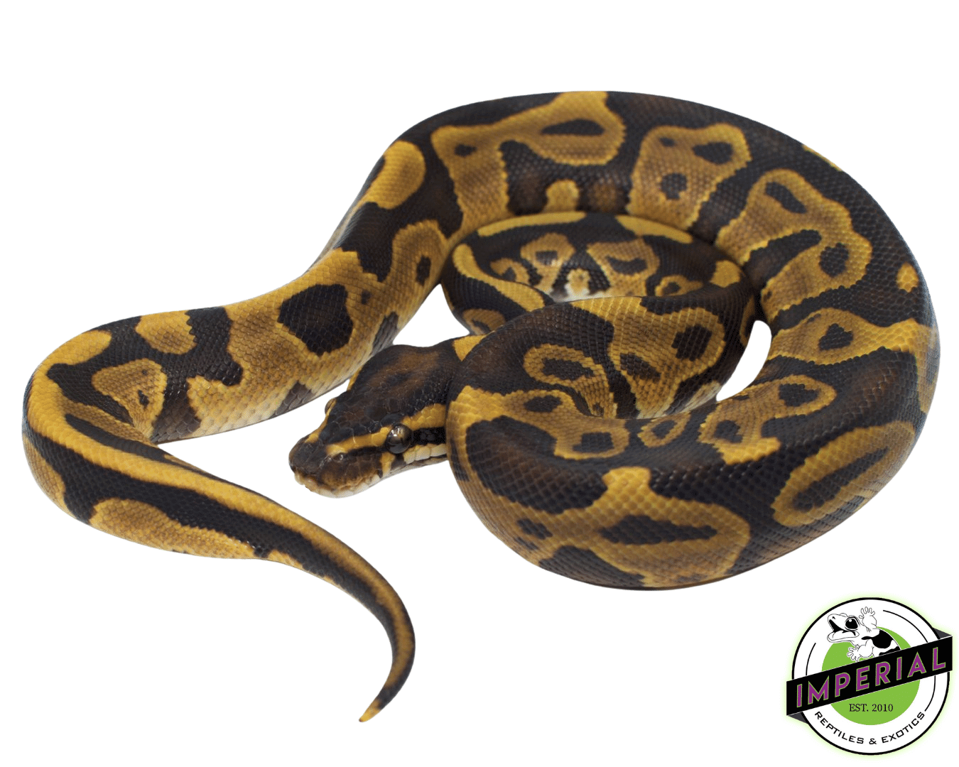 Leopard Ball Python Baby