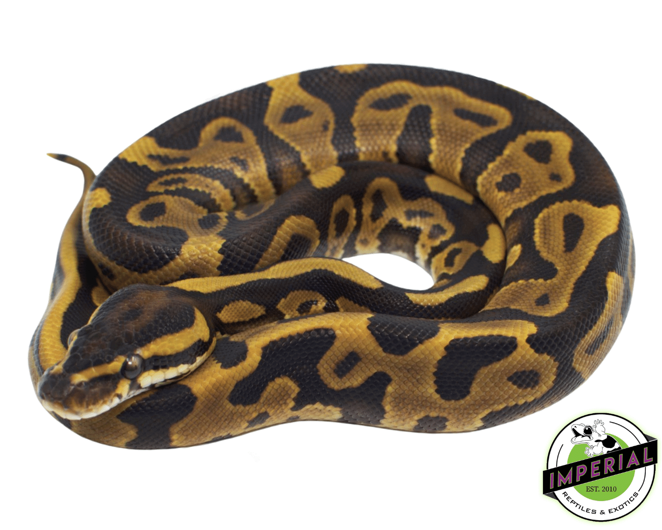 Leopard Ball Python Baby — image 2