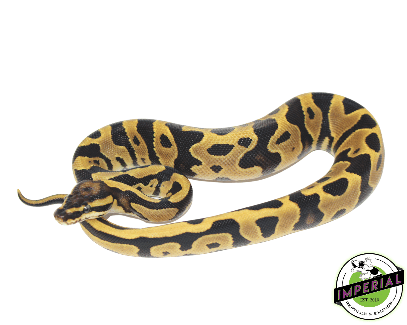 Leopard Fire Ball Python Baby
