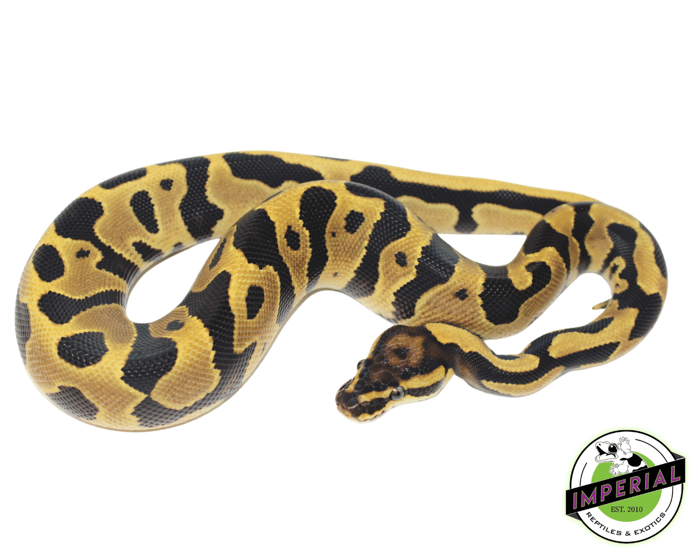 Leopard Fire Ball Python Baby — image 2