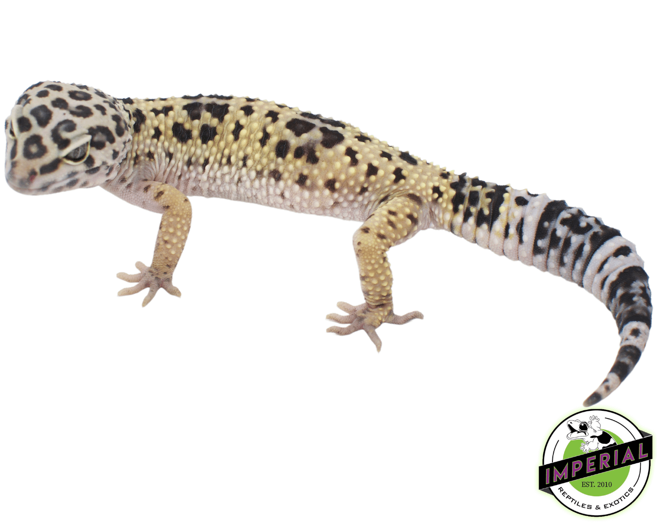 Leopard Gecko Adult — image 2