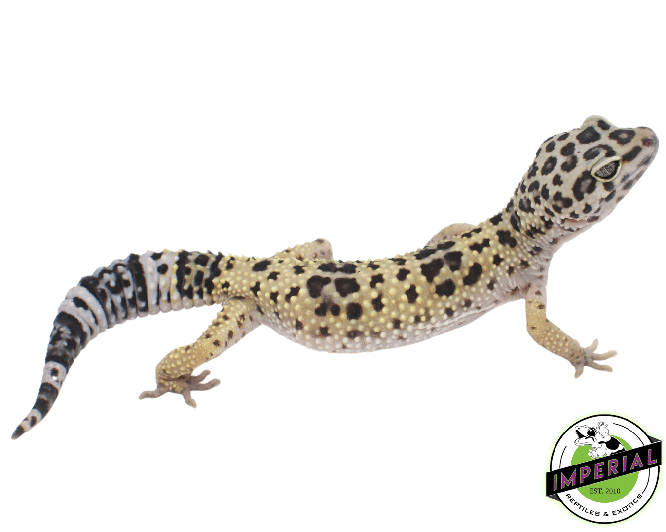 Leopard Gecko Adult