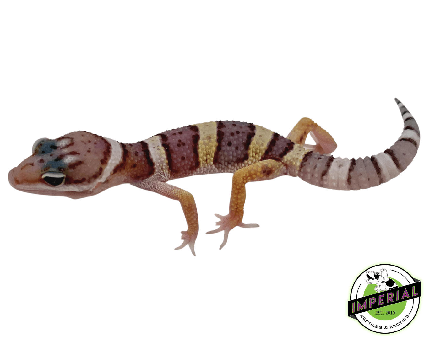 Leopard Gecko Baby