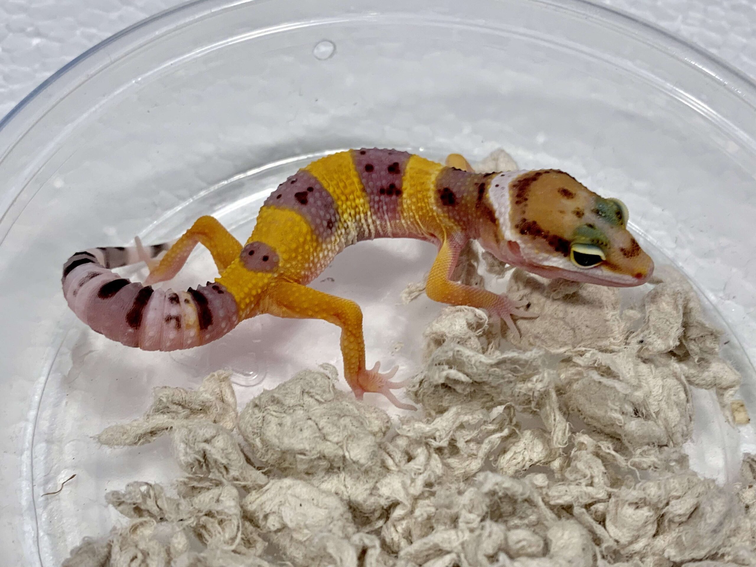 Leopard Gecko Baby — image 2