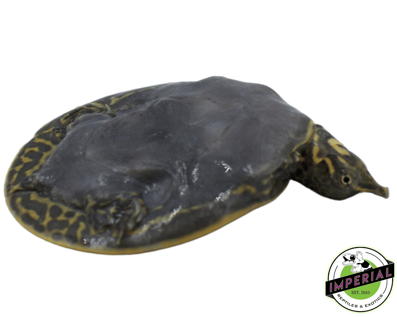 Leopard Softshell Turtle — image 2
