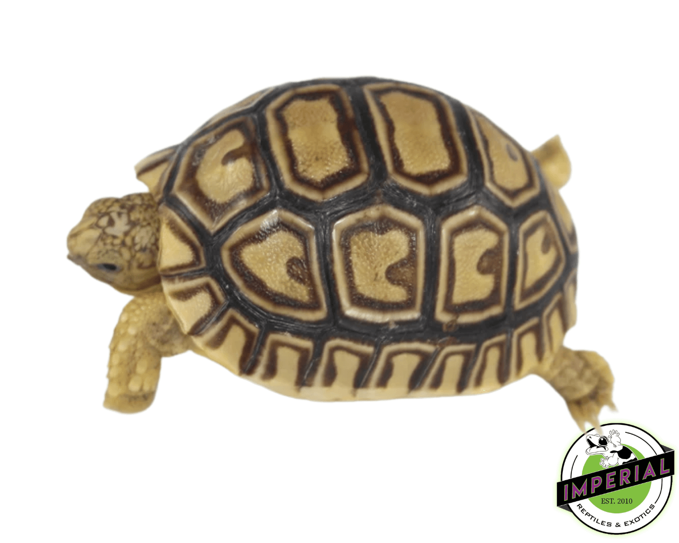 Leopard Tortoise Baby