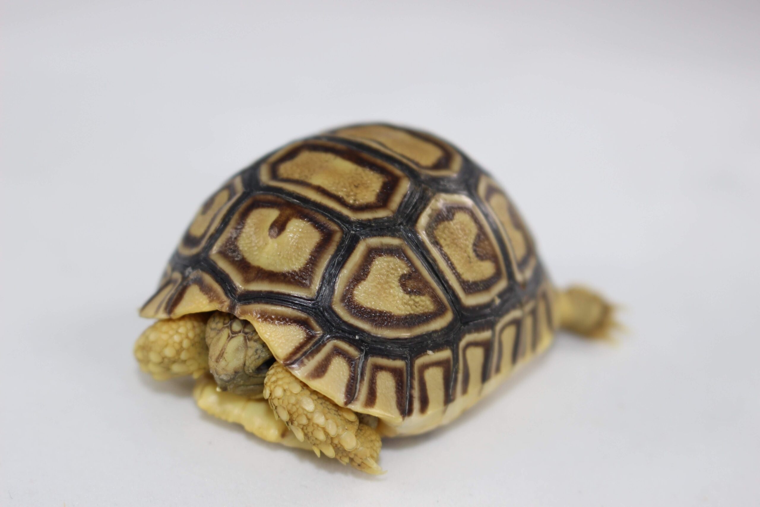 Leopard Tortoise Baby — image 3