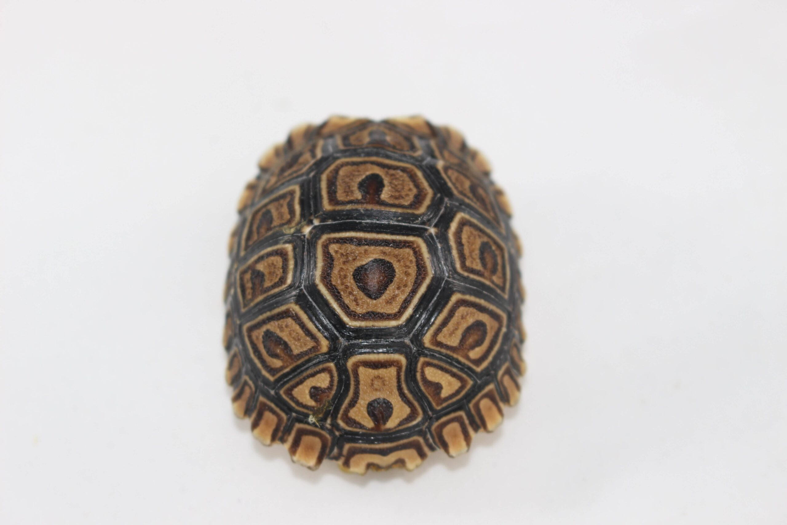 Leopard Tortoise Baby — image 2