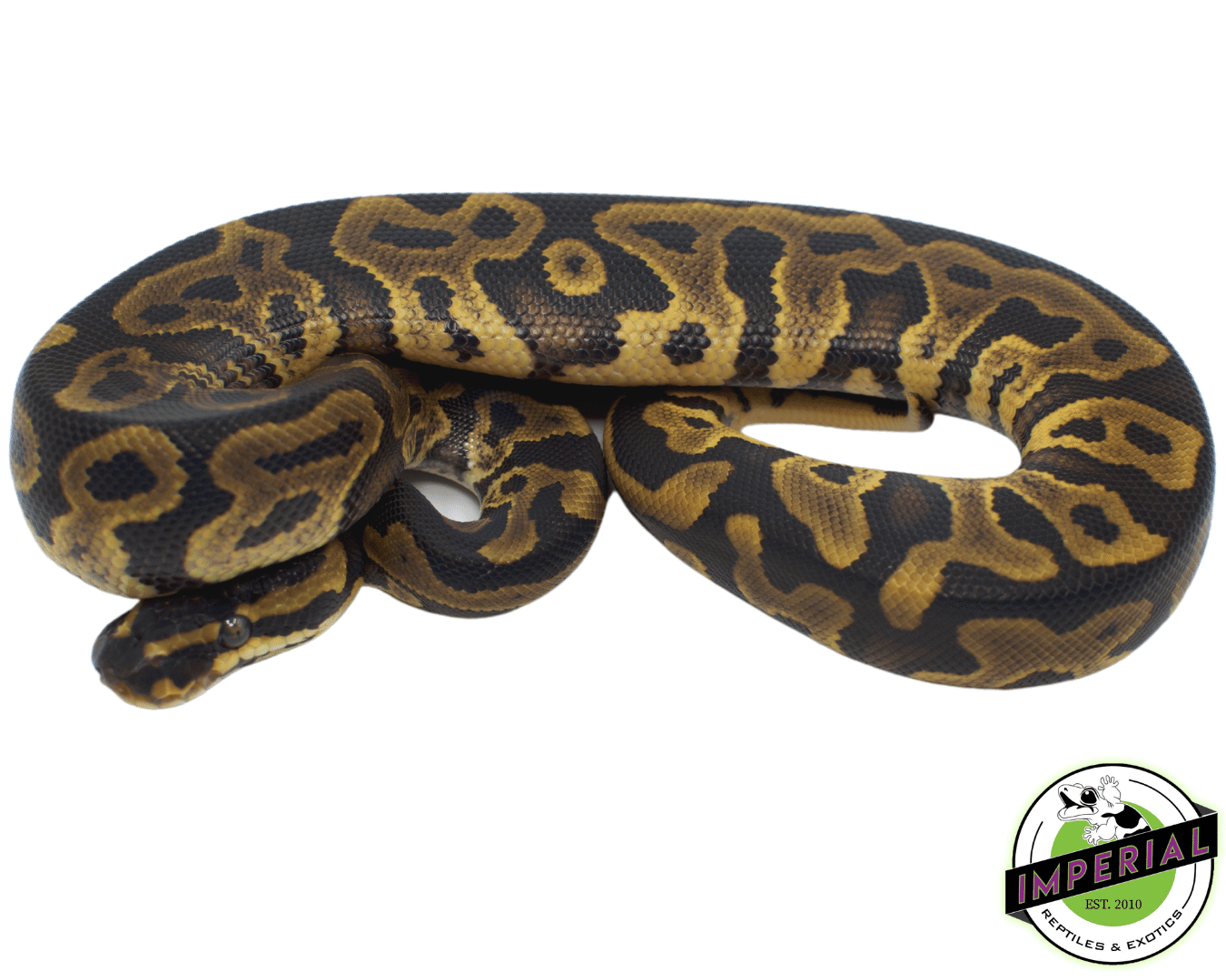 Leopard YellowBelly PDH Albino Pied Ball Python — image 2