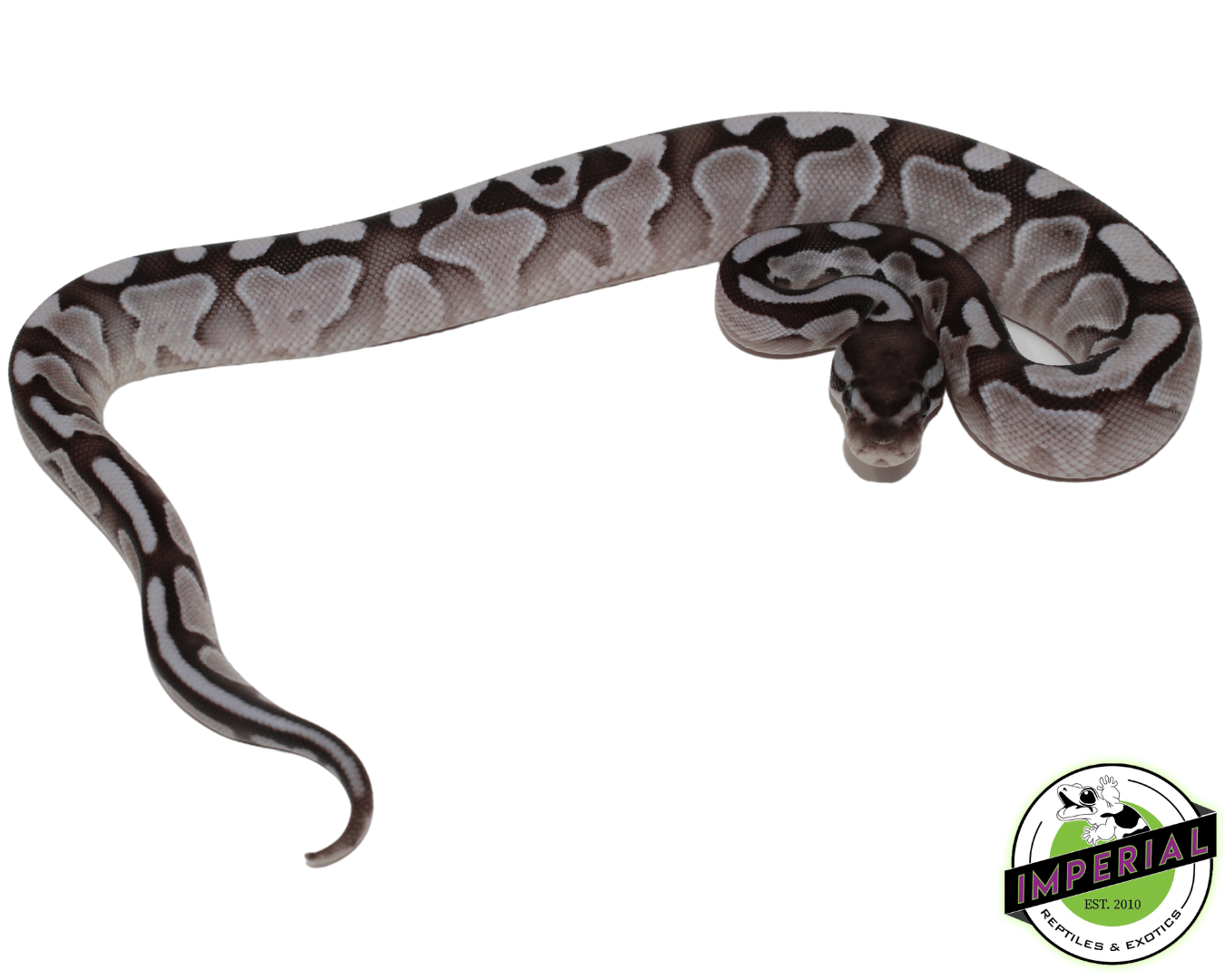 Lesser Axanthic (VPI) Ball Python Baby — image 3