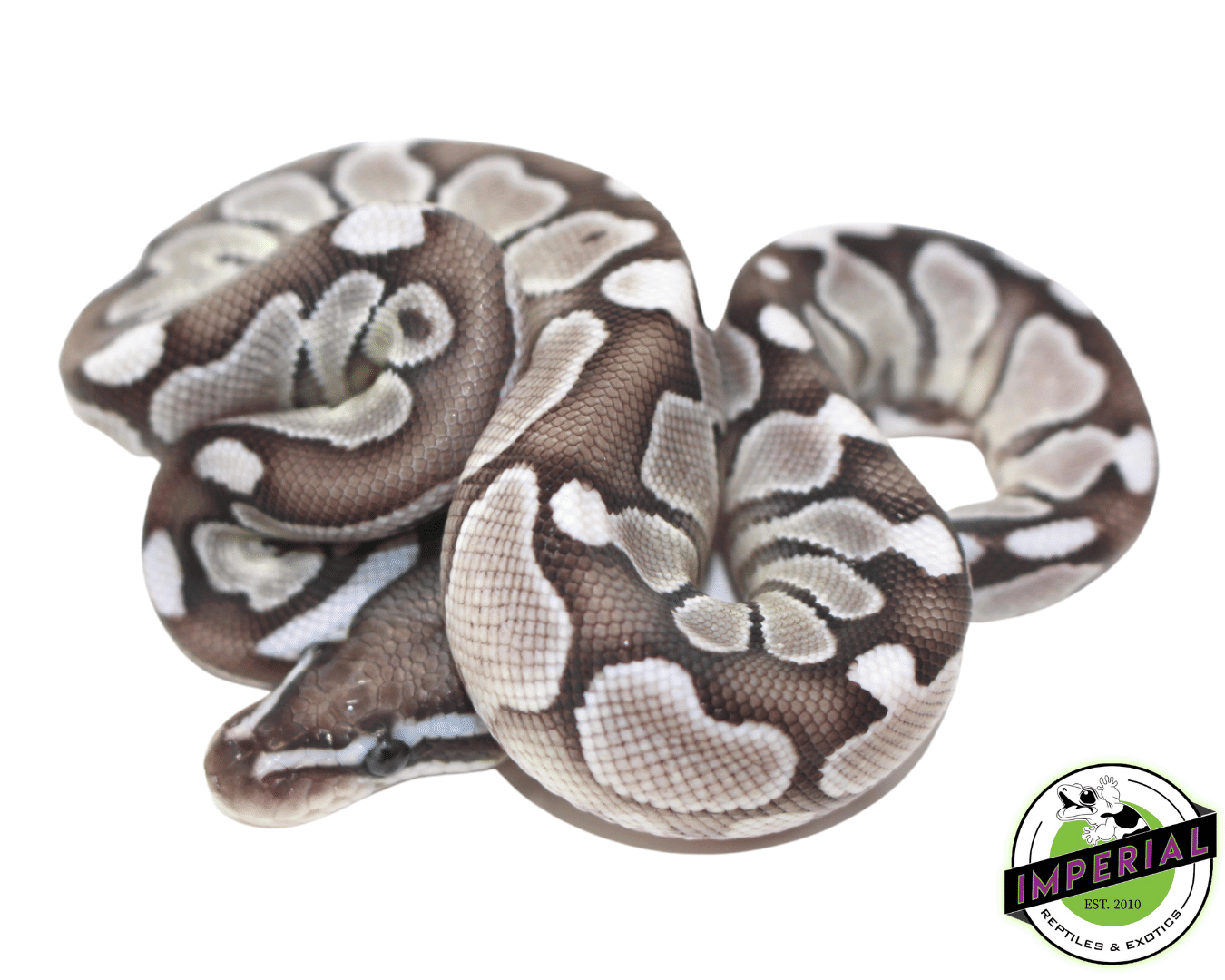 Lesser Axanthic (VPI) Ball Python Baby — image 2