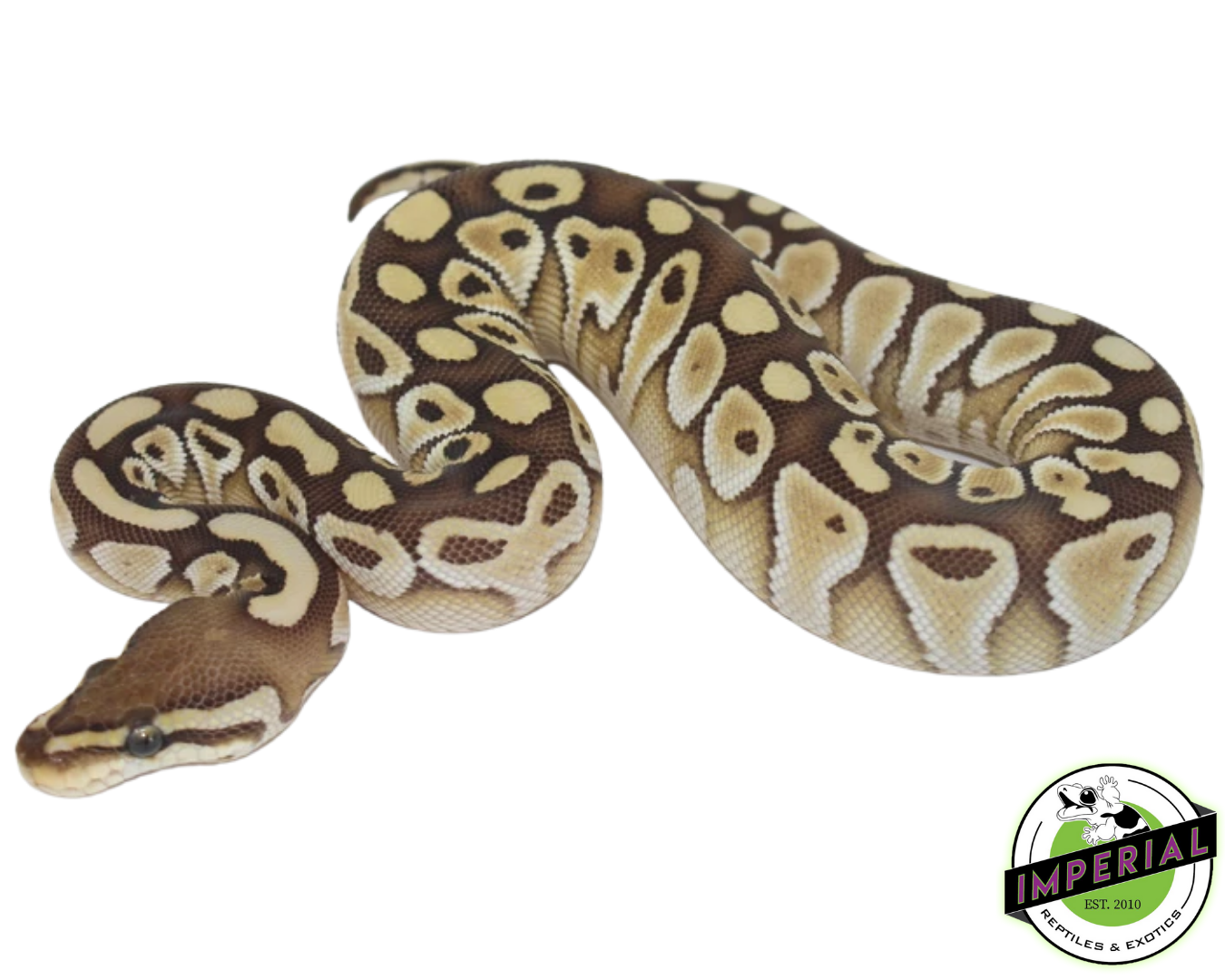 Lesser Ball Python Baby