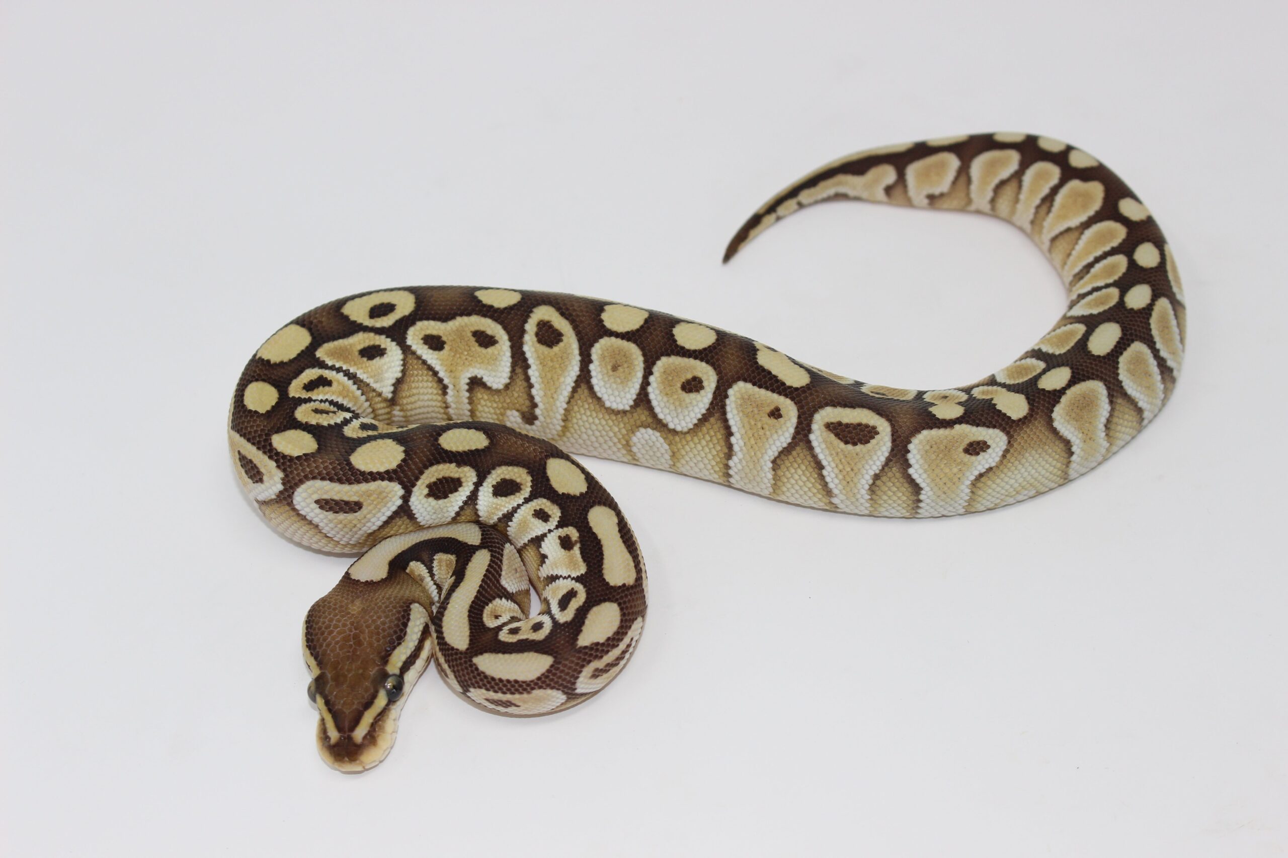 Lesser Ball Python Baby — image 3