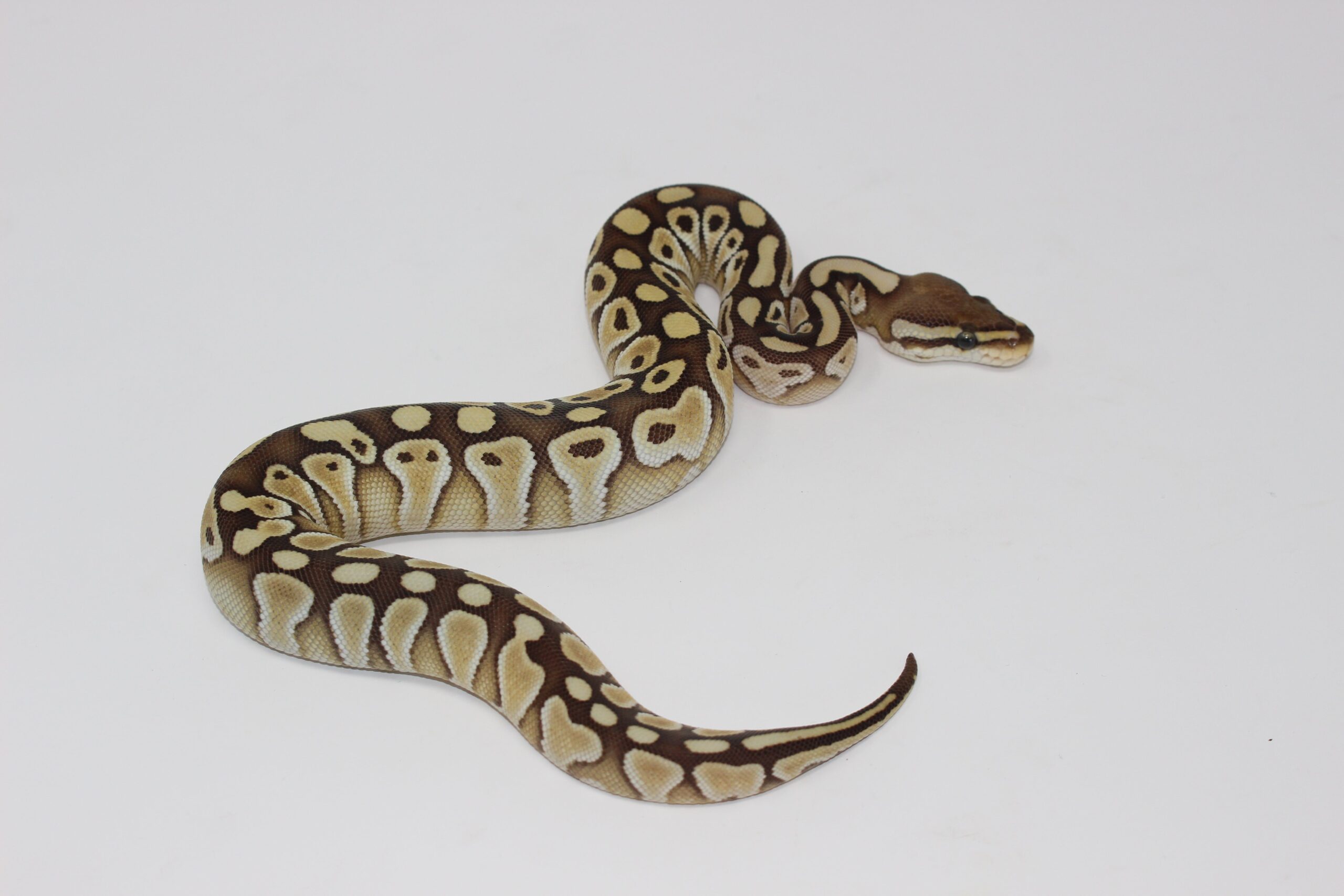 Lesser Ball Python Baby — image 2