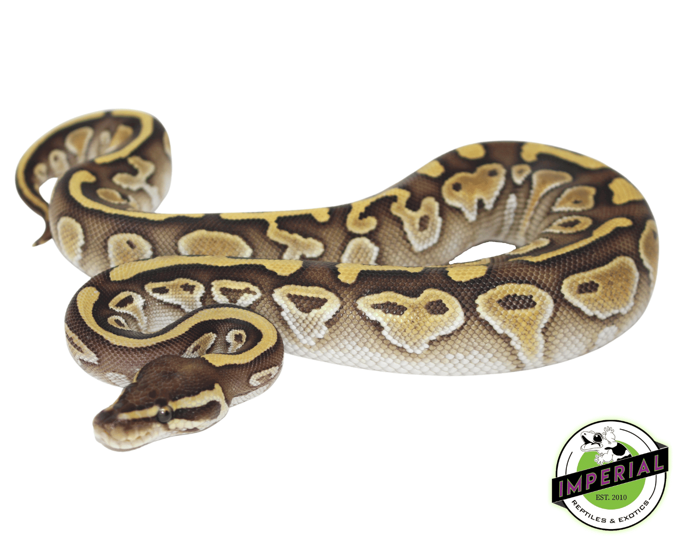 Lesser Ball Python Baby — image 2