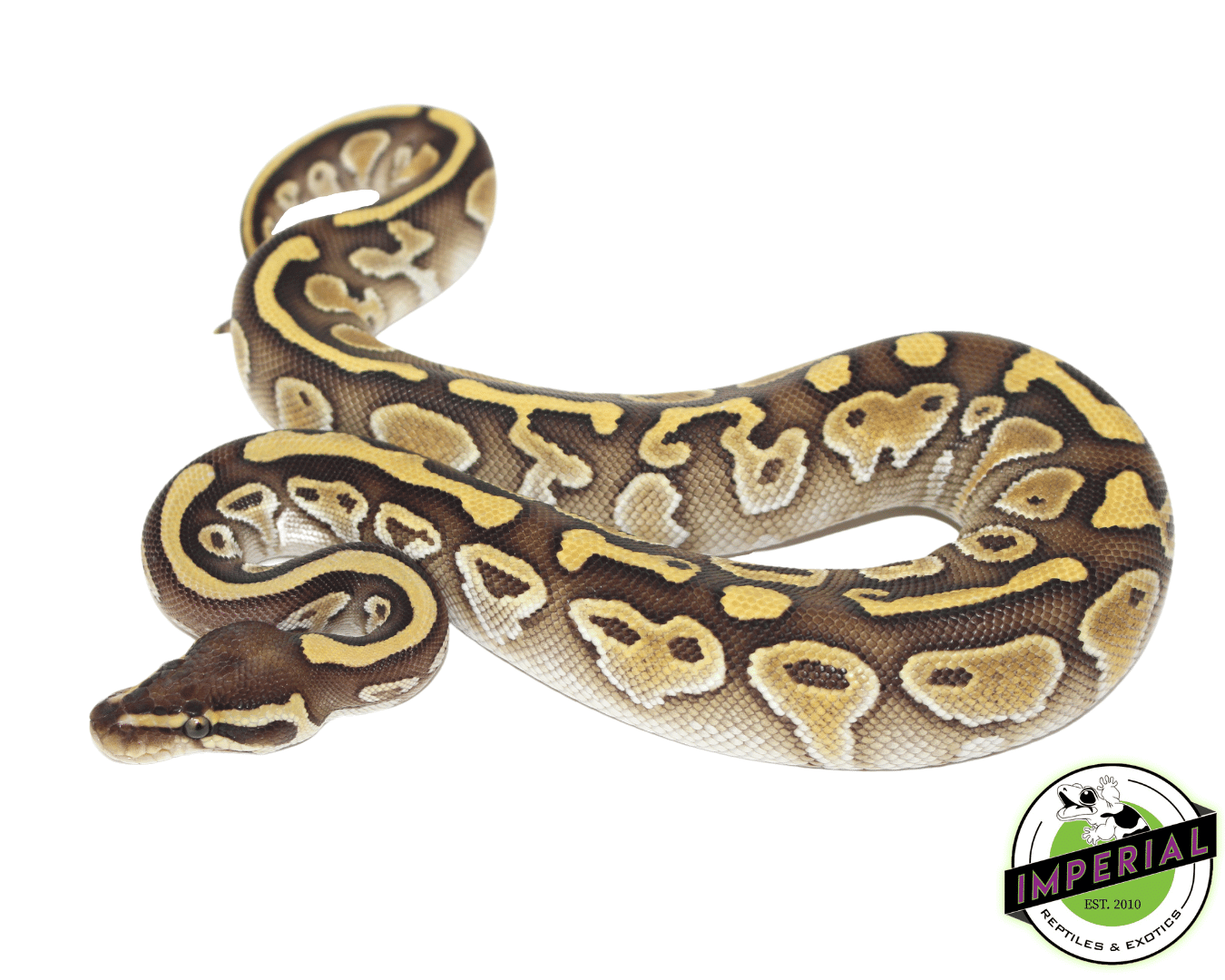 Lesser Ball Python Baby