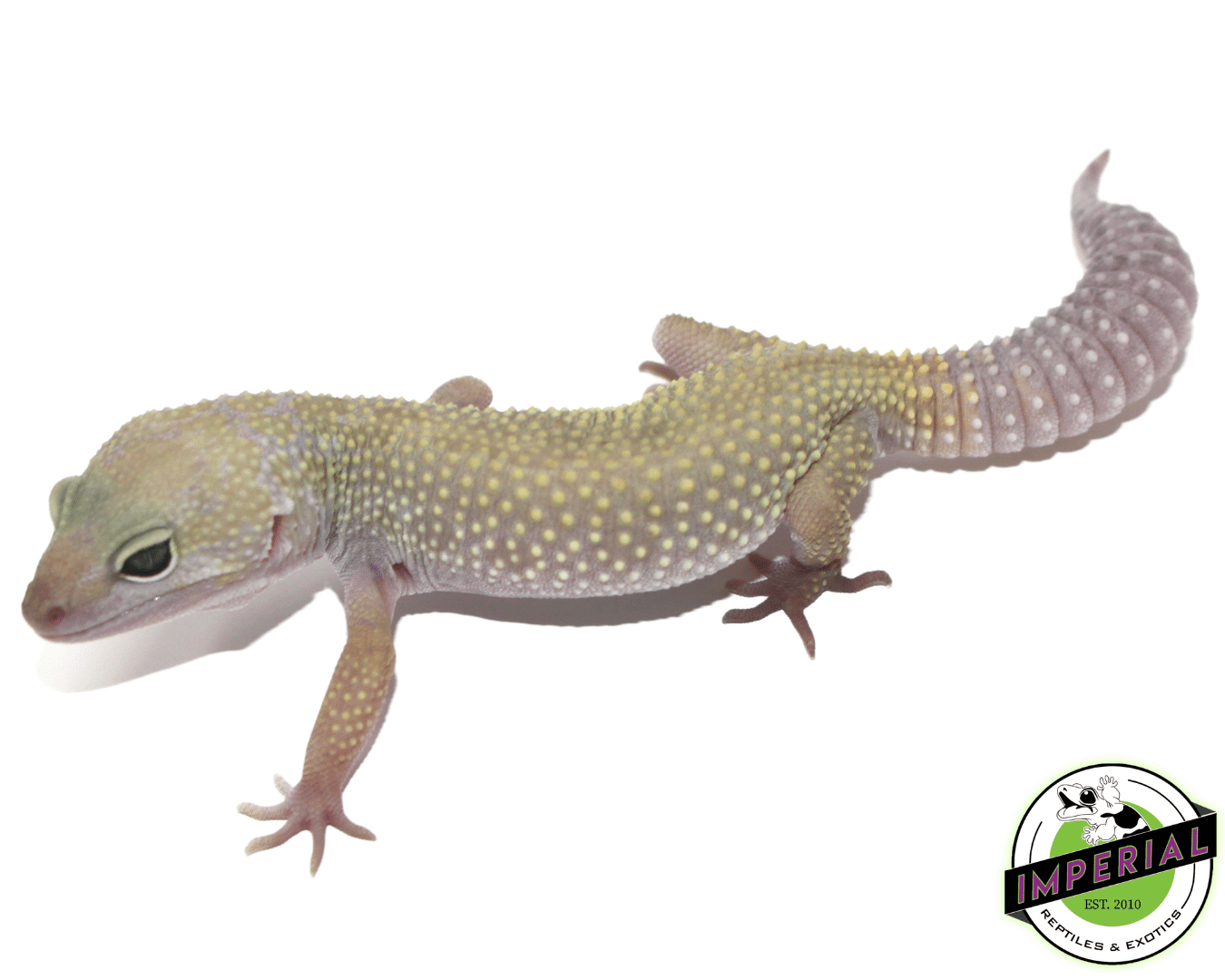 Leucistic/Patternless Leopard Gecko Adult — image 2