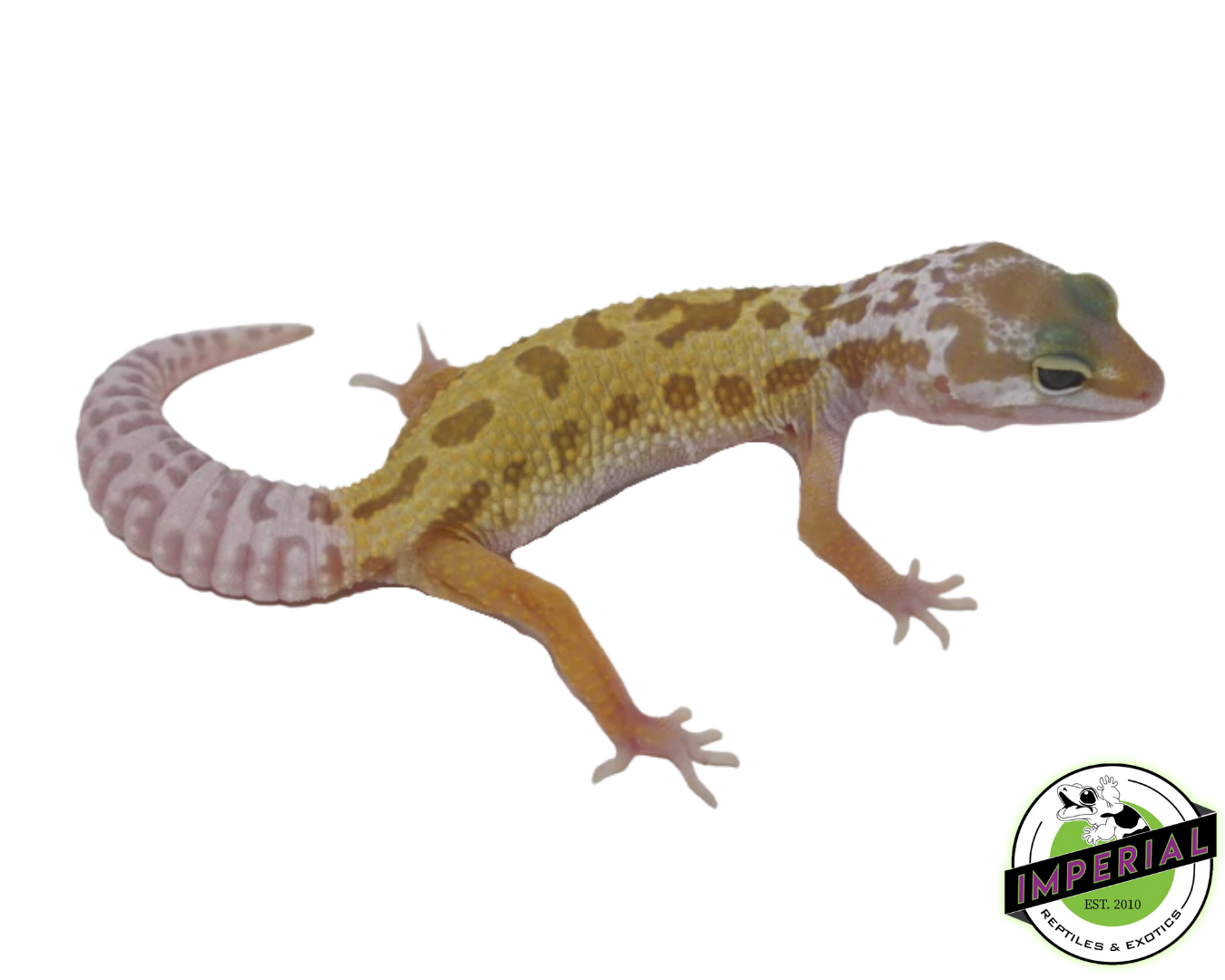 Leucistic/Patternless Leopard Gecko Baby