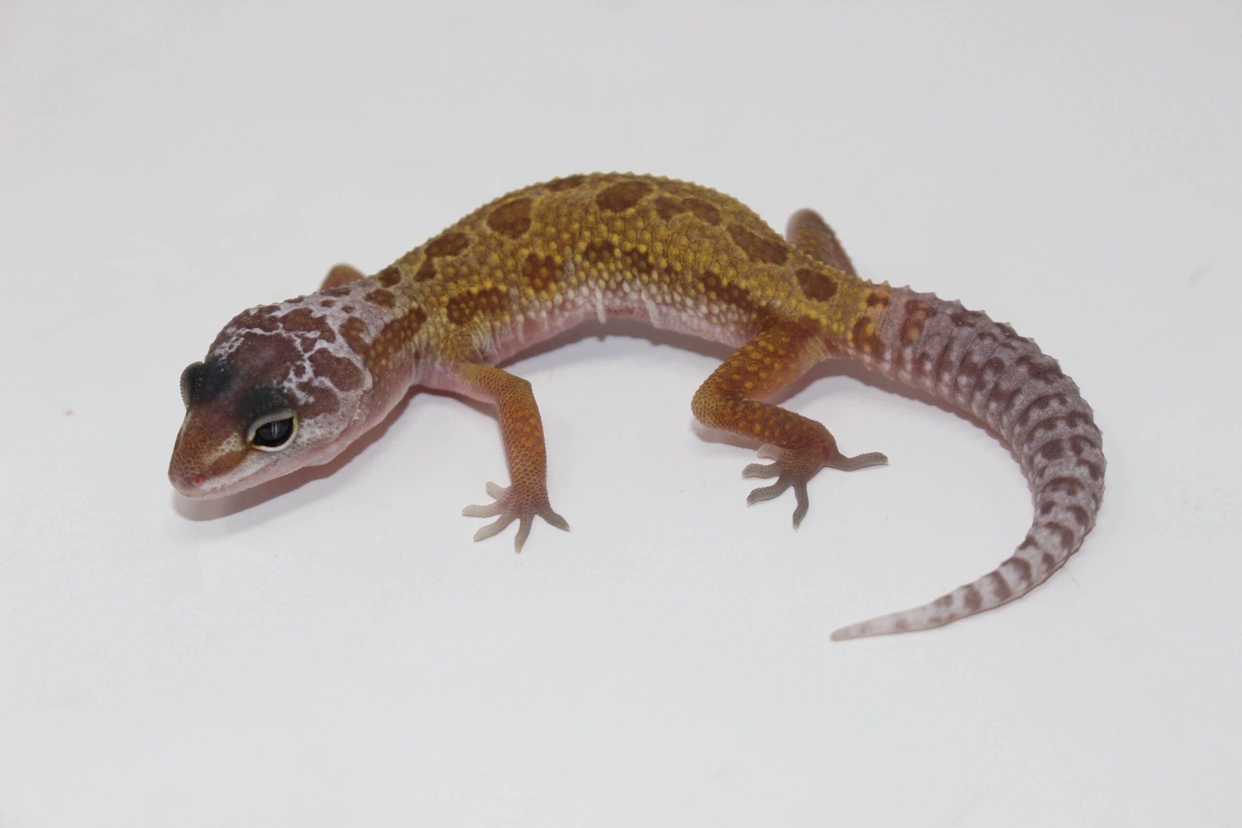 Leucistic/Patternless Leopard Gecko Baby — image 3