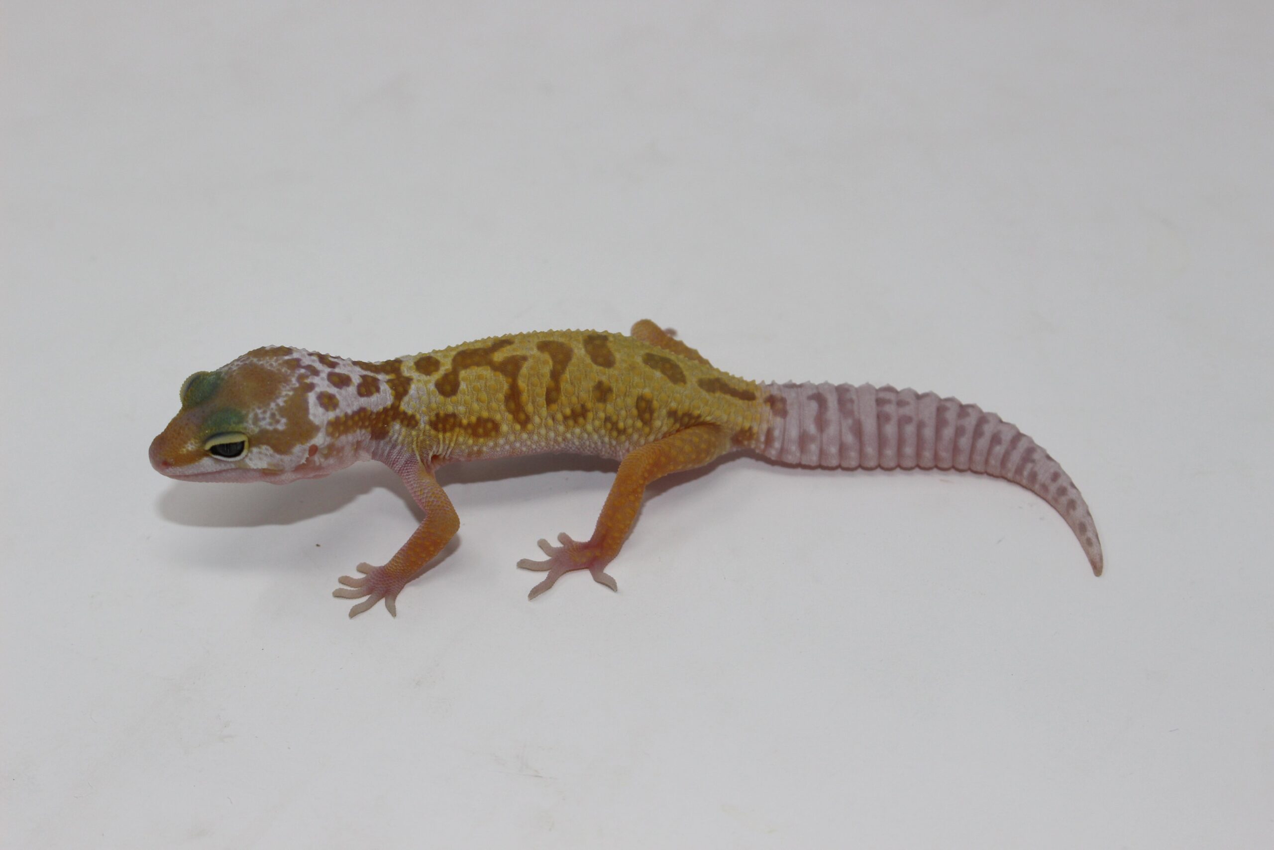 Leucistic/Patternless Leopard Gecko Baby — image 2