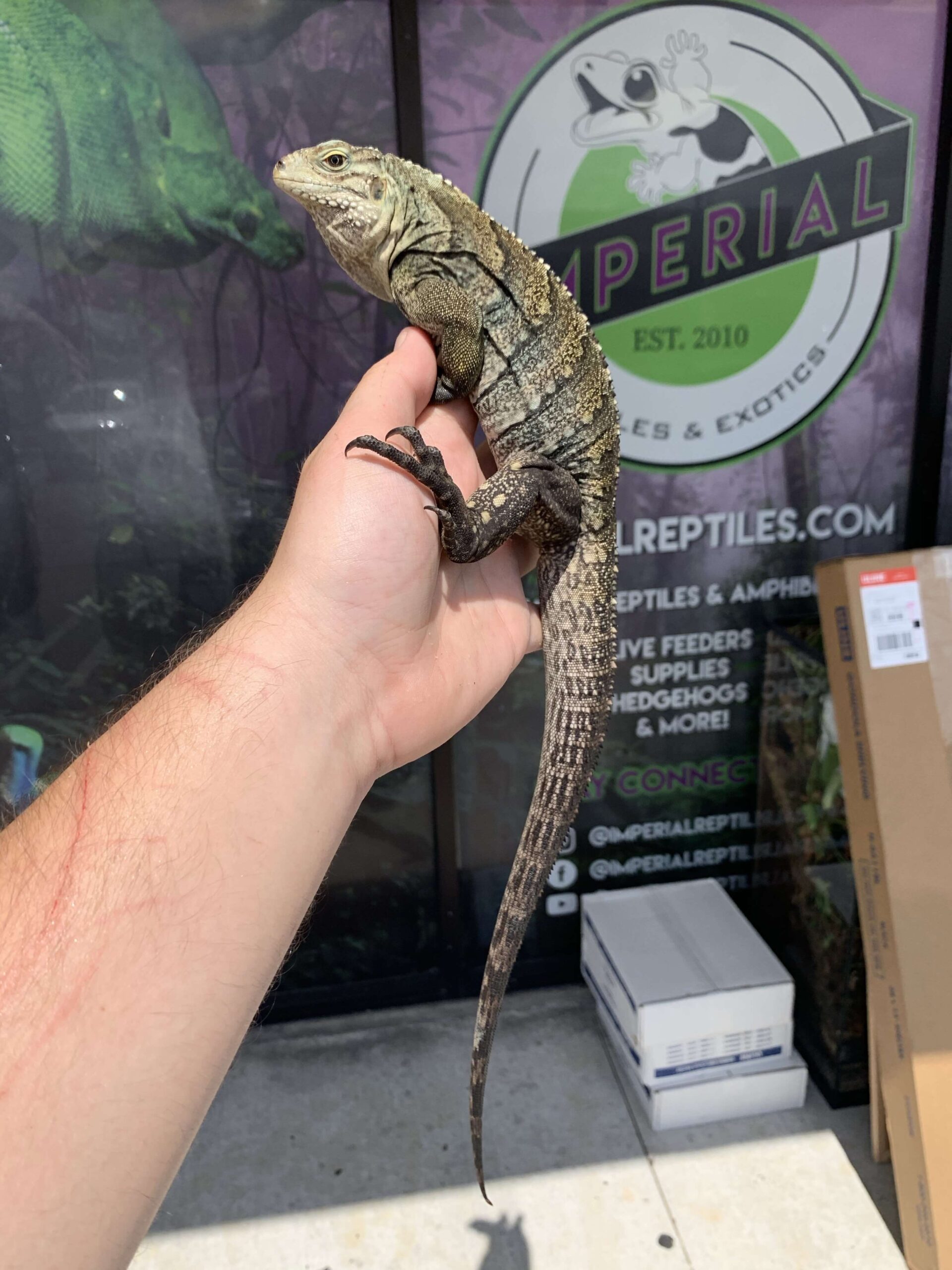 Lewisi Hybrid Iguana — image 2