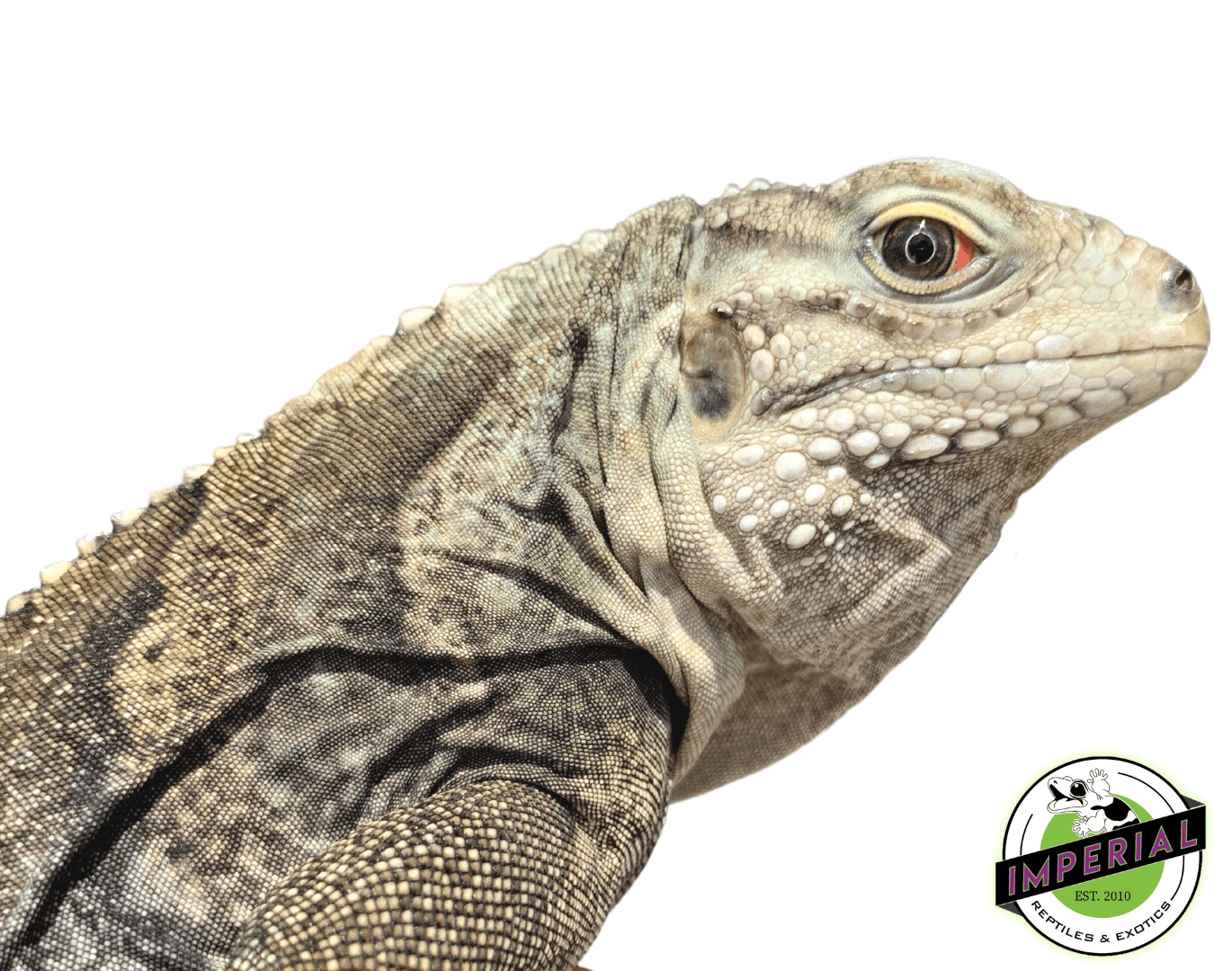 Lewisi Hybrid Iguana