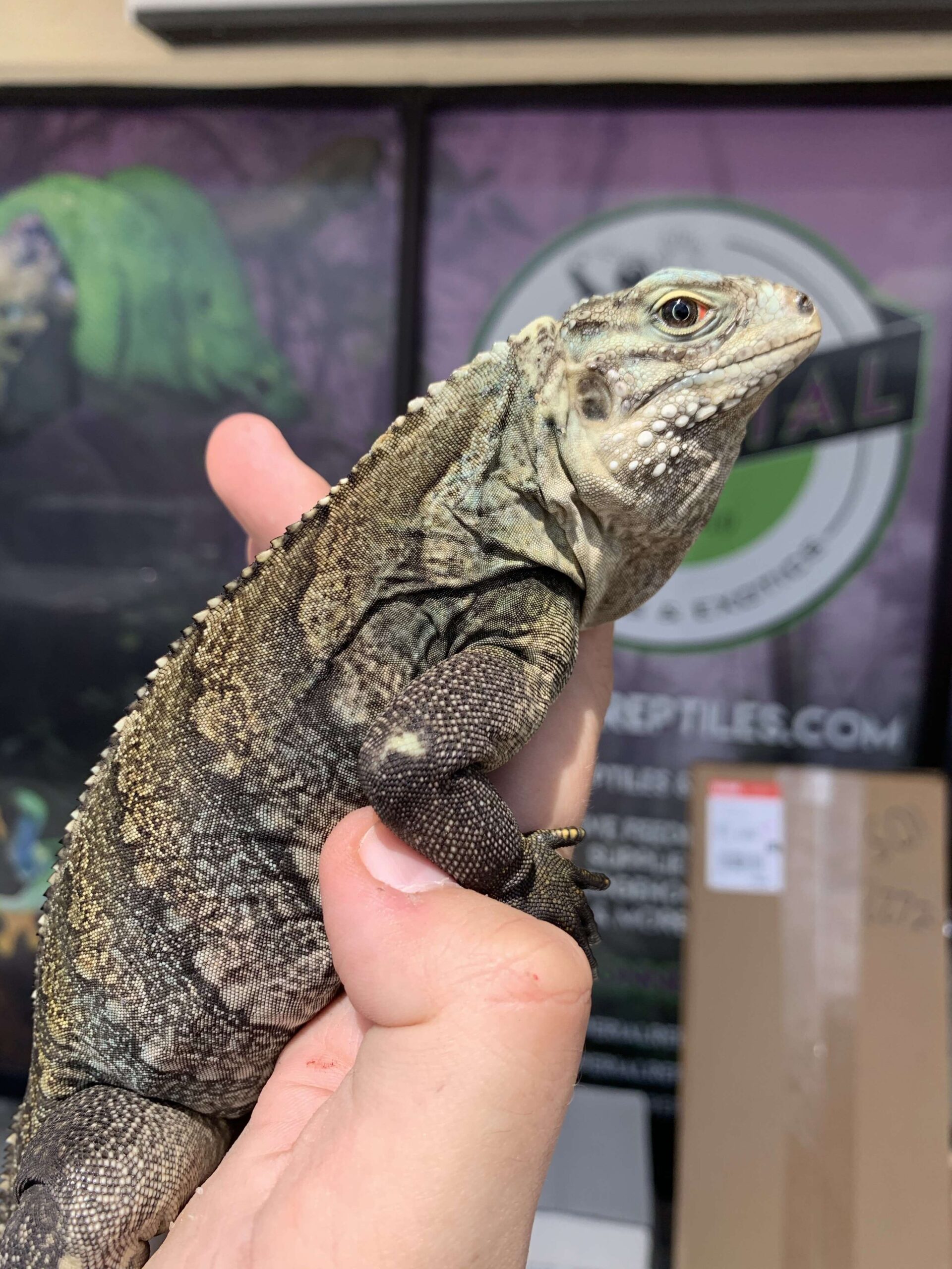 Lewisi Hybrid Iguana — image 3