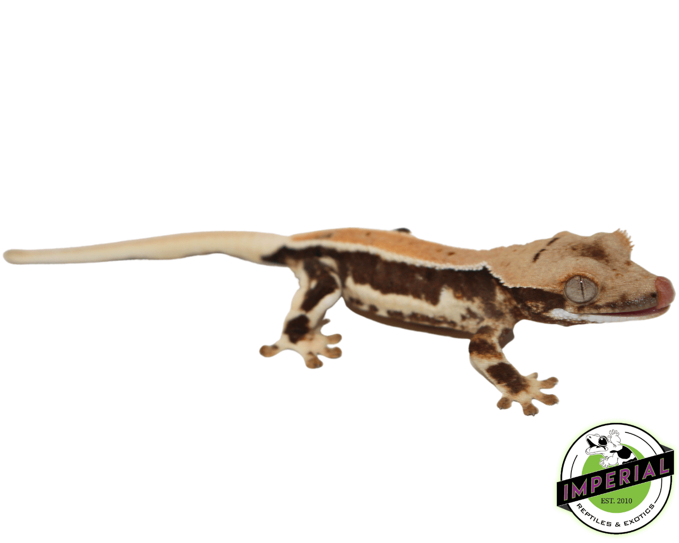 Lilly White Crested Gecko (#32923-02)