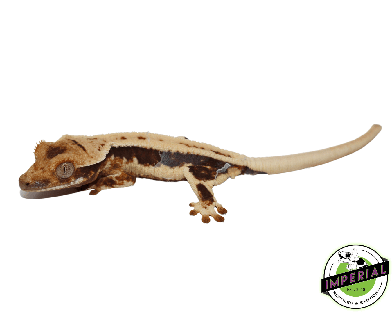 Lilly White Crested Gecko (#32923-02) — image 2